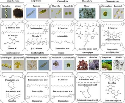 Remarkable Natural Biological Resource of Algae for Medical Applications